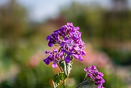 花,春,顏色