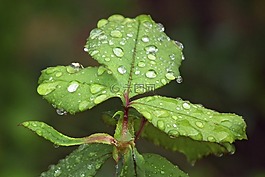 葉子,雨,滴