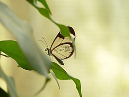 蝴蝶,格里塔反对派,昆虫