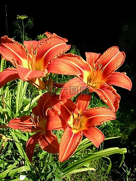 黄花菜,花卉,红发