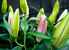 花蕾,鮮花,性質(zhì)