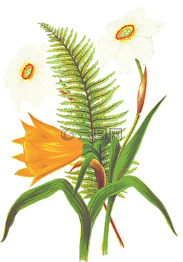 花,橙花,蕨類植物