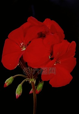 花卉,黛西,植物