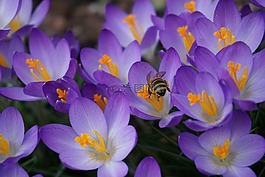 鮮花,性質(zhì),關(guān)閉