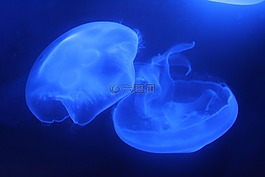 水母,海洋館,藍色