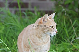 貓,國內(nèi)的貓,貓臉