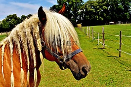 haflinger,马,鬃毛