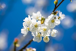 樱桃,春,花