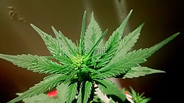 大麻,植物,綠色