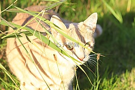 國內(nèi)的貓,貓,katzenkopf