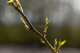 芽,枝杈,春