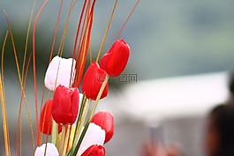 郁金香,花,孤立
