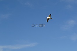 海鷗,鳥,天空
