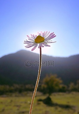 花卉,黛西,植物