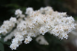 花,特寫,白色