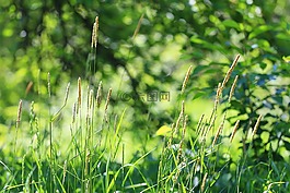 夏季,草,綠草