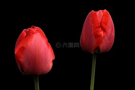 郁金香,紅色,春天