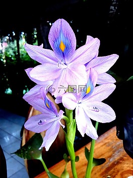 鮮花,水仙,性質(zhì)