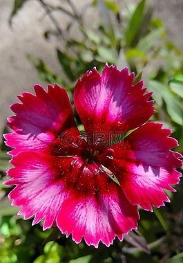 花卉,黛西,植物