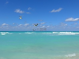 海鷗,古巴,海灘
