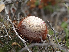 melocactus,仙人掌,开花