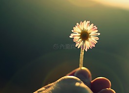 花卉,宏,詳細