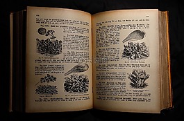 antiquariat,老食谱,菜谱