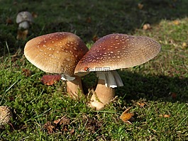 蘑菇,牛肝菌,自然