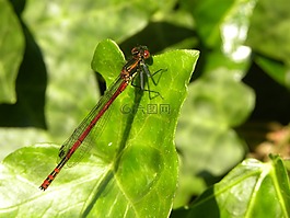 vuurjuffer,蜻蜓,bug