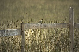 鳥(niǎo),籬笆,草