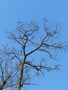 樹(shù),審美,分支機(jī)構(gòu)
