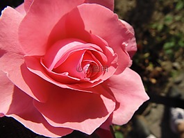 玫瑰,花,詳細(xì)