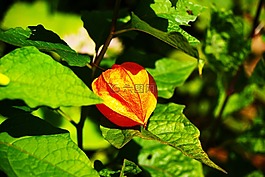 籠,橙色,花
