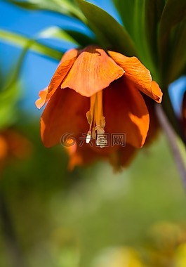 花,春,顏色