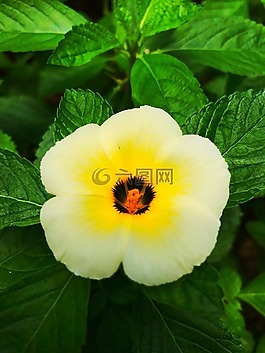 花,野生,植物