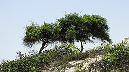 樹,沙丘,自然