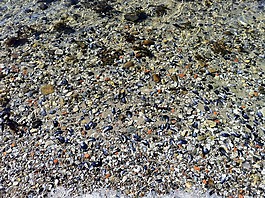 海貝殼,海灘,海
