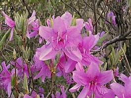 杜鹃花,石南科,春天的花朵