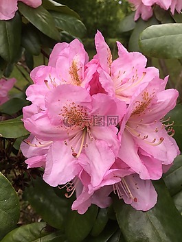 粉紅色的花,自然,花