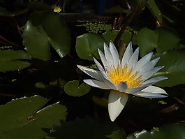 荷葉,蓮花,水廠