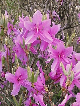 杜鹃花,石南科,春天的花朵