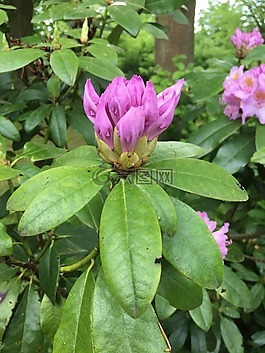 粉紅色的花,自然,花