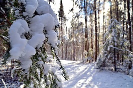 雪,森林,性質(zhì)