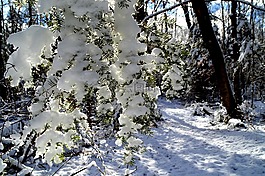 雪,性質(zhì),冬天
