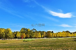 韓國(guó),游戲,貓
