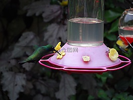 蜂鳥,ave,羽毛花園
