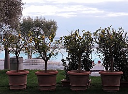 樹,檸檬,花瓶