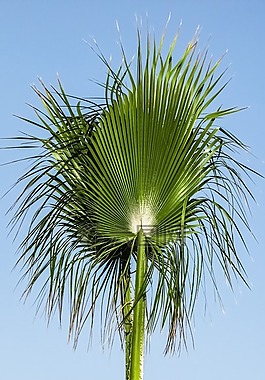 棕櫚,樹(shù),天空