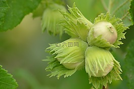 布什,樹,榛子