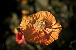 花,春,顏色